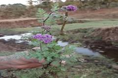 Cyathocline purpurea